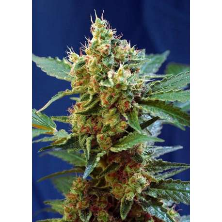 5 UND FEM - CREAM MANDARINE XL AUTO ® * SWEET SEEDS 5 UND FEMINIZADAS