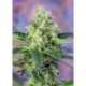 5 UND FEM - CRYSTAL CANDY ® * SWEET SEEDS 5 UND FEMINIZADAS