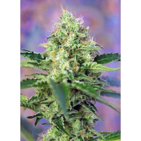 5 UND FEM - CRYSTAL CANDY ® * SWEET SEEDS 5 UND FEMINIZADAS