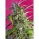 5 UND FEM - CRYSTAL CANDY AUTO ® * SWEET SEEDS 5 UND FEMINIZADAS