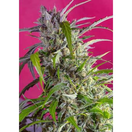 5 UND FEM - CRYSTAL CANDY AUTO ® * SWEET SEEDS 5 UND FEMINIZADAS