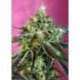 5 UND FEM - SWEET NURSE AUTO CBD ® * SWEET SEEDS 5 UND FEMINIZADAS