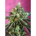 5 UND FEM - SWEET NURSE AUTO CBD ® * SWEET SEEDS 5 UND FEMINIZADAS