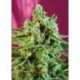 5 UND FEM - S.A.D. SWEET AFGANI DELICIOUS CBD ® * SWEET SEEDS 5 UND FEMINIZADAS