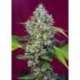 5 UND FEM - SAN FERNANDO LEMON KUSK ® * SWEET SEEDS 5 UND FEMINIZADAS