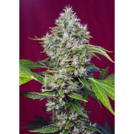 5 UND FEM - SAN FERNANDO LEMON KUSK ® * SWEET SEEDS 5 UND FEMINIZADAS