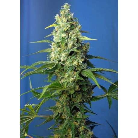 5 UND FEM - HONEY PEACH AUTO CBD ® * SWEET SEEDS 5 UND FEMINIZADAS