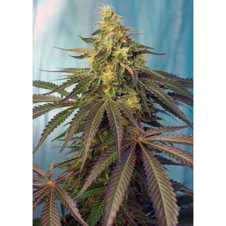 5 UND FEM - CREAM CARAMEL CBD ® * SWEET SEEDS 5 UND FEMINIZADAS
