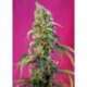 5 UND FEM - BLACK JACK CBD ® * SWEET SEEDS 5 UND FEMINIZADAS