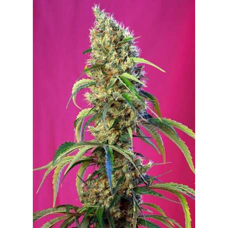 5 UND FEM - BLACK JACK CBD ® * SWEET SEEDS 5 UND FEMINIZADAS