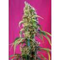5 UND FEM - BLACK JACK CBD ® * SWEET SEEDS 5 UND FEMINIZADAS