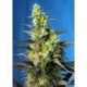 5 UND FEM - ICE COOL CBD ® * SWEET SEEDS 5 UND FEMINIZADAS