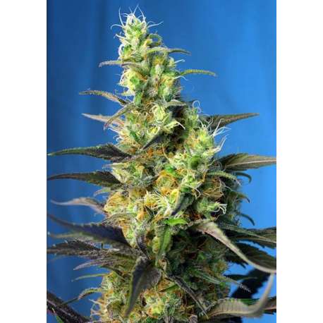 5 UND FEM - ICE COOL CBD ® * SWEET SEEDS 5 UND FEMINIZADAS