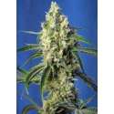 5 UND FEM - GREEN POISON CBD ® * SWEET SEEDS 5 UND FEMINIZADAS