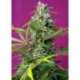 5 UND FEM - GORILLA GIRL ® * SWEET SEEDS 5 UND FEMINIZADAS
