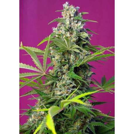 5 UND FEM - GORILLA GIRL ® * SWEET SEEDS 5 UND FEMINIZADAS