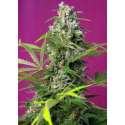 5 UND FEM - GORILLA GIRL ® * SWEET SEEDS 5 UND FEMINIZADAS
