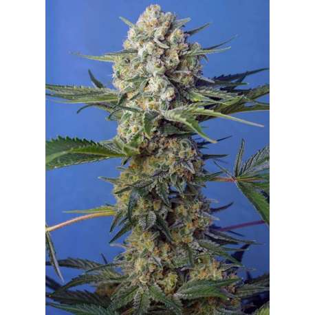 5 UND FEM - CRYSTAL CANDY F1 FAST VERSION ® * SWEET SEEDS 5 UND FEMINIZADAS