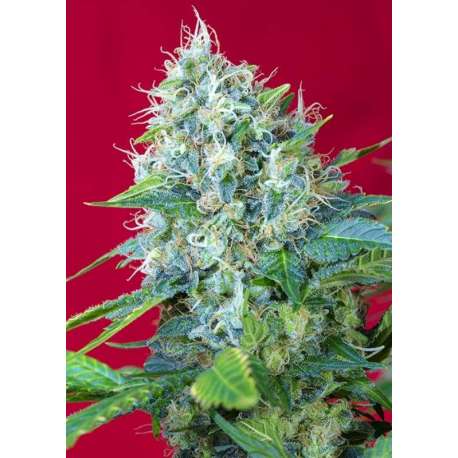 100 UND FEM - GREEN POISON ® * SWEET SEEDS 100 UND FEMINIZADAS