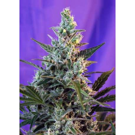 100 UND FEM - SWEET SKUNK F1 FAST VERSION ® * SWEET SEEDS 100 UND FEMINIZADAS