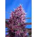 100 UND FEM - RED POISON AUTO * SWEET SEEDS 100 UND FEMINIZADAS