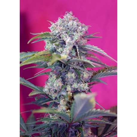 100 UND FEM - CREAM MANDARINE AUTO * SWEET SEEDS 100 UND FEMINIZADAS