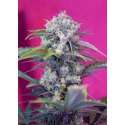 100 UND FEM - CREAM MANDARINE AUTO * SWEET SEEDS 100 UND FEMINIZADAS