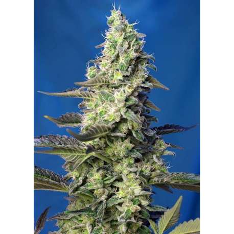 100 UND FEM - GREEN POISON XL AUTO * SWEET SEEDS 100 UND FEMINIZADAS
