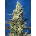 100 UND FEM - GREEN POISON XL AUTO * SWEET SEEDS 100 UND FEMINIZADAS