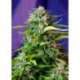 100 UND FEM - JACK 47 AUTO * SWEET SEEDS 100 UND FEMINIZADAS