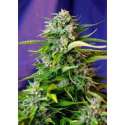 100 UND FEM - JACK 47 AUTO * SWEET SEEDS 100 UND FEMINIZADAS