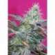 25 UND FEM - SWEET CHEESE AUTO ® * SWEET SEEDS 25 UND FEMINIZADAS