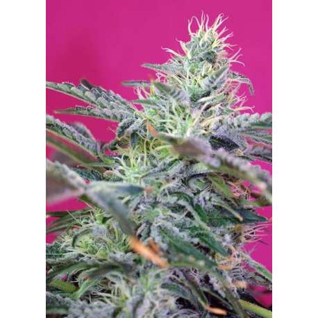 25 UND FEM - SWEET CHEESE AUTO ® * SWEET SEEDS 25 UND FEMINIZADAS