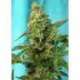 25 UND FEM - GREEN POISON F1 FAST VERSION ® * SWEET SEEDS 25 UND FEMINIZADAS