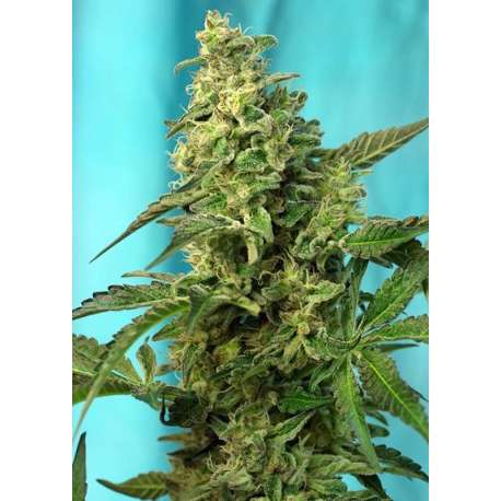 25 UND FEM - GREEN POISON F1 FAST VERSION ® * SWEET SEEDS 25 UND FEMINIZADAS