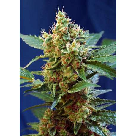 25 UND FEM - CREAM MANDARINE XL AUTO ® * SWEET SEEDS 25 UND FEMINIZADAS