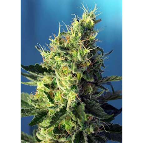 25 UND FEM - SWEET AMNESIA HAZE * SWEET SEEDS 25 UND FEMINIZADAS