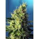 25 UND FEM - SWEET AMNESIA HAZE * SWEET SEEDS 25 UND FEMINIZADAS