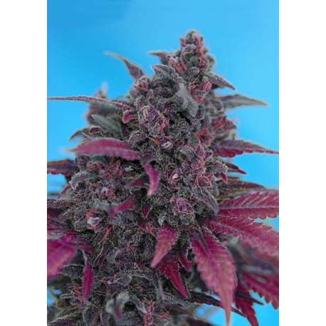 25 UND FEM - DARK DEVIL AUTO * SWEET SEEDS 25 UND FEMINIZADAS