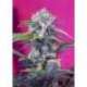 25 UND FEM - CREAM MANDARINE AUTO * SWEET SEEDS 25 UND FEMINIZADAS