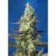 25 UND FEM - GREEN POISON XL AUTO * SWEET SEEDS 25 UND FEMINIZADAS