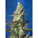 25 UND FEM - GREEN POISON XL AUTO * SWEET SEEDS 25 UND FEMINIZADAS