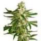 3 UND FEM - WHITE DIESEL HAZE AUTOMATIC * SENSI WHITE LABEL 3 FEMINIZADAS UND