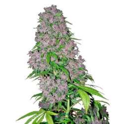 3 UND FEM - PURPLE BUD * SENSI WHITE LABEL 3 UND FEMINIZADAS