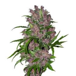 3 UND FEM - PURPLE BUD AUTOMATIC * SENSI WHITE LABEL 3 UND FEMINIZADAS