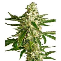 5 UND FEM - WHITE DIESEL HAZE AUTOMATIC * SENSI WHITE LABEL 5 UND FEMINIZADAS