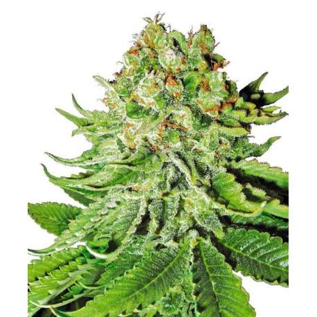 5 UND FEM - NORTHERN LIGHTS AUTOMATIC * SENSI WHITE LABEL 5 UND FEMINIZADAS