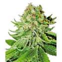 5 UND FEM - NORTHERN LIGHTS AUTOMATIC * SENSI WHITE LABEL 5 UND FEMINIZADAS