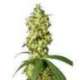 5 UND FEM - WHITE WIDOW AUTOMATIC * SENSI WHITE LABEL 5 UND FEMINIZADAS