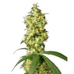 5 UND FEM - WHITE WIDOW AUTOMATIC * SENSI WHITE LABEL 5 UND FEMINIZADAS